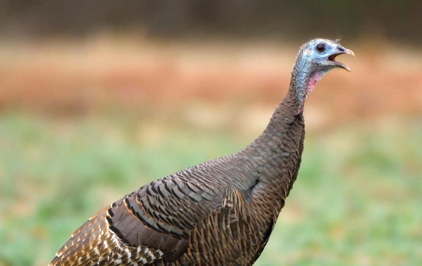 SpaceUse, Movements, and Survival of Translocated Eastern Wild Turkeys