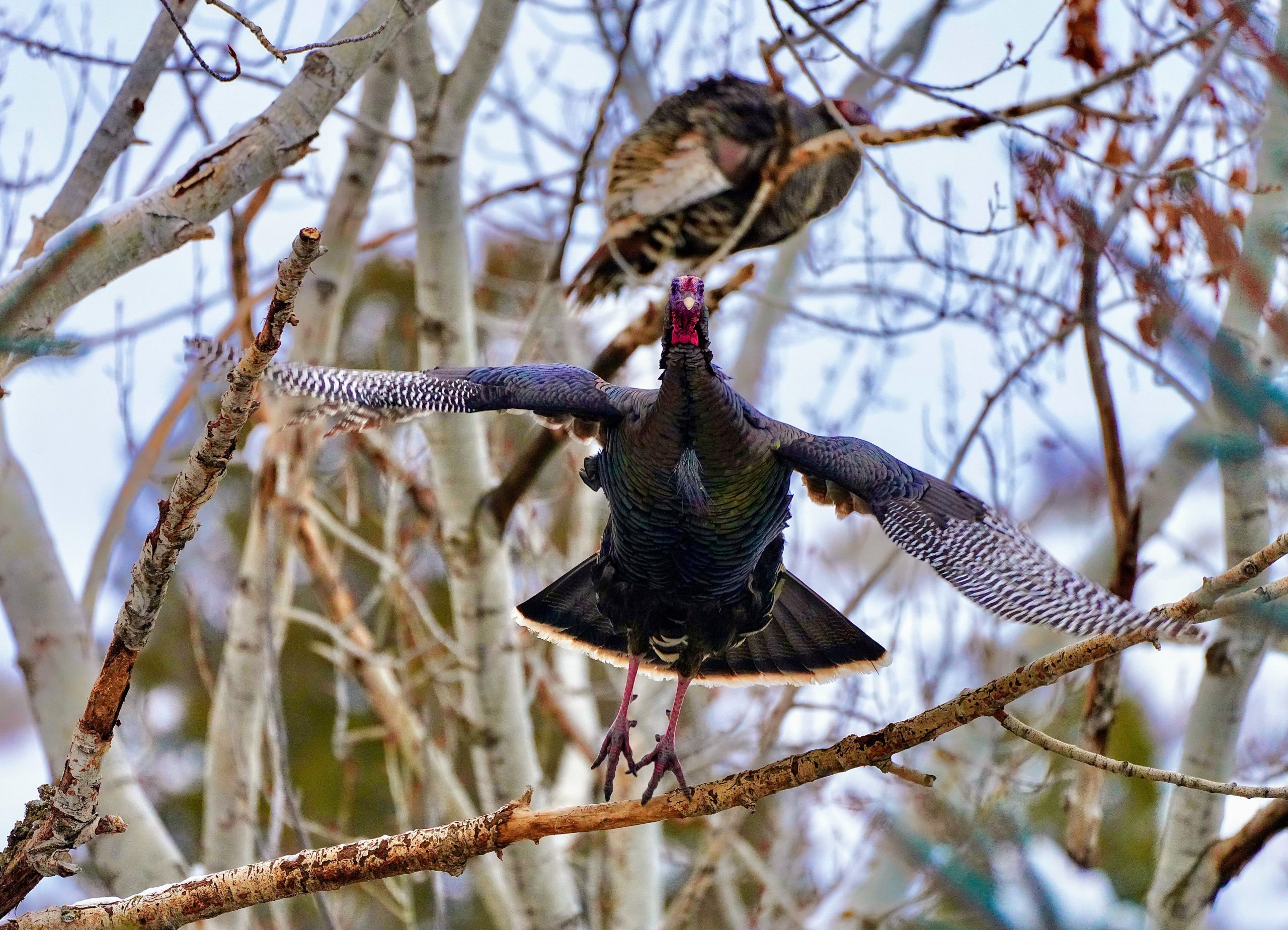 Spatial Roost Networks and Resource Selection of Female Wild Turkeys