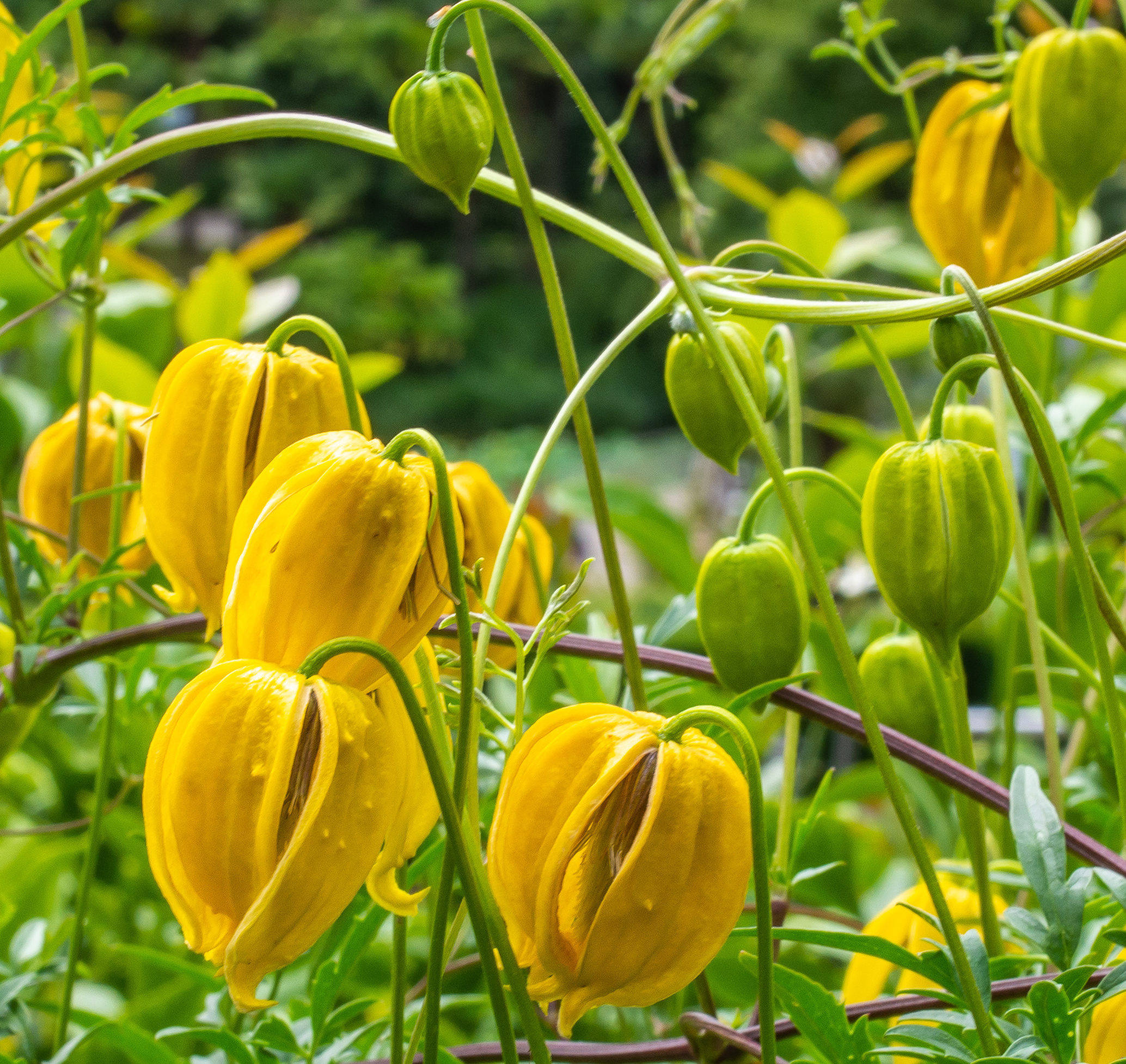 Yel­low Clema­tis (Clematis tangutica) WildUtahEdibles