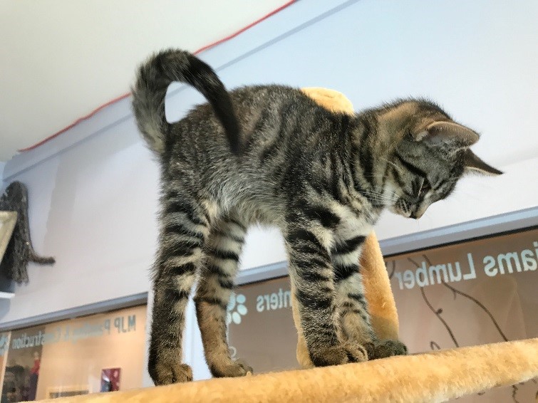 Cat Café Red Hook’s Own Cat Café and Rescue By M. Guercio Wildlife Watch