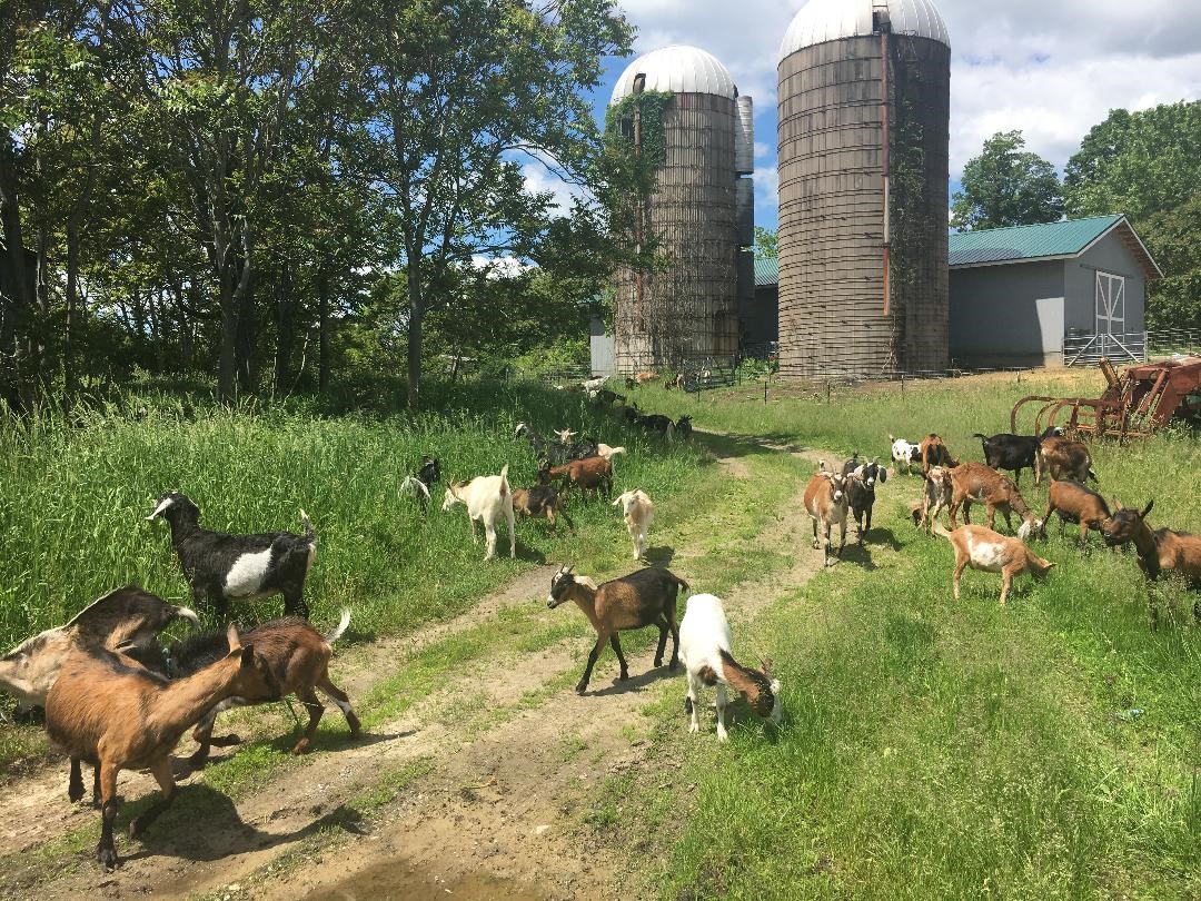 to Goatham City Wildlife Watch