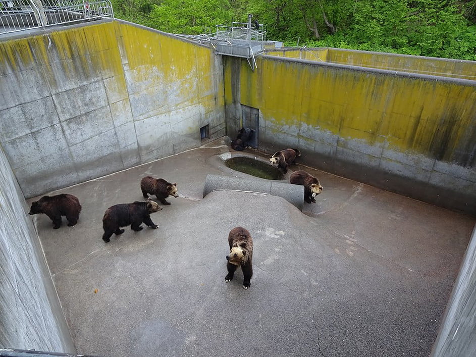 Japan Bear Parks Wild Welfare