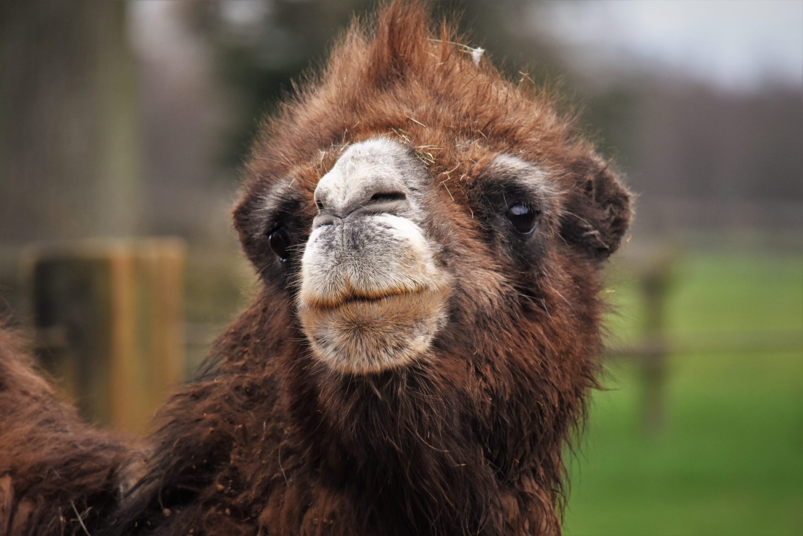 Camel Care and Welfare What’s it all about? Wild Welfare