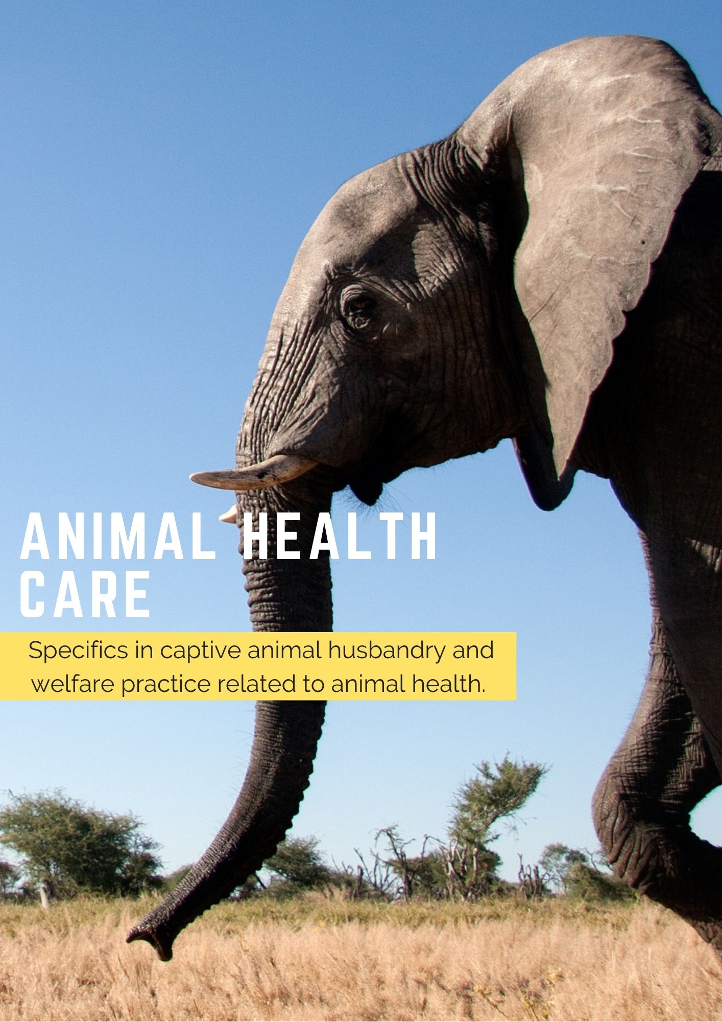 Animal Health Care Wild Welfare