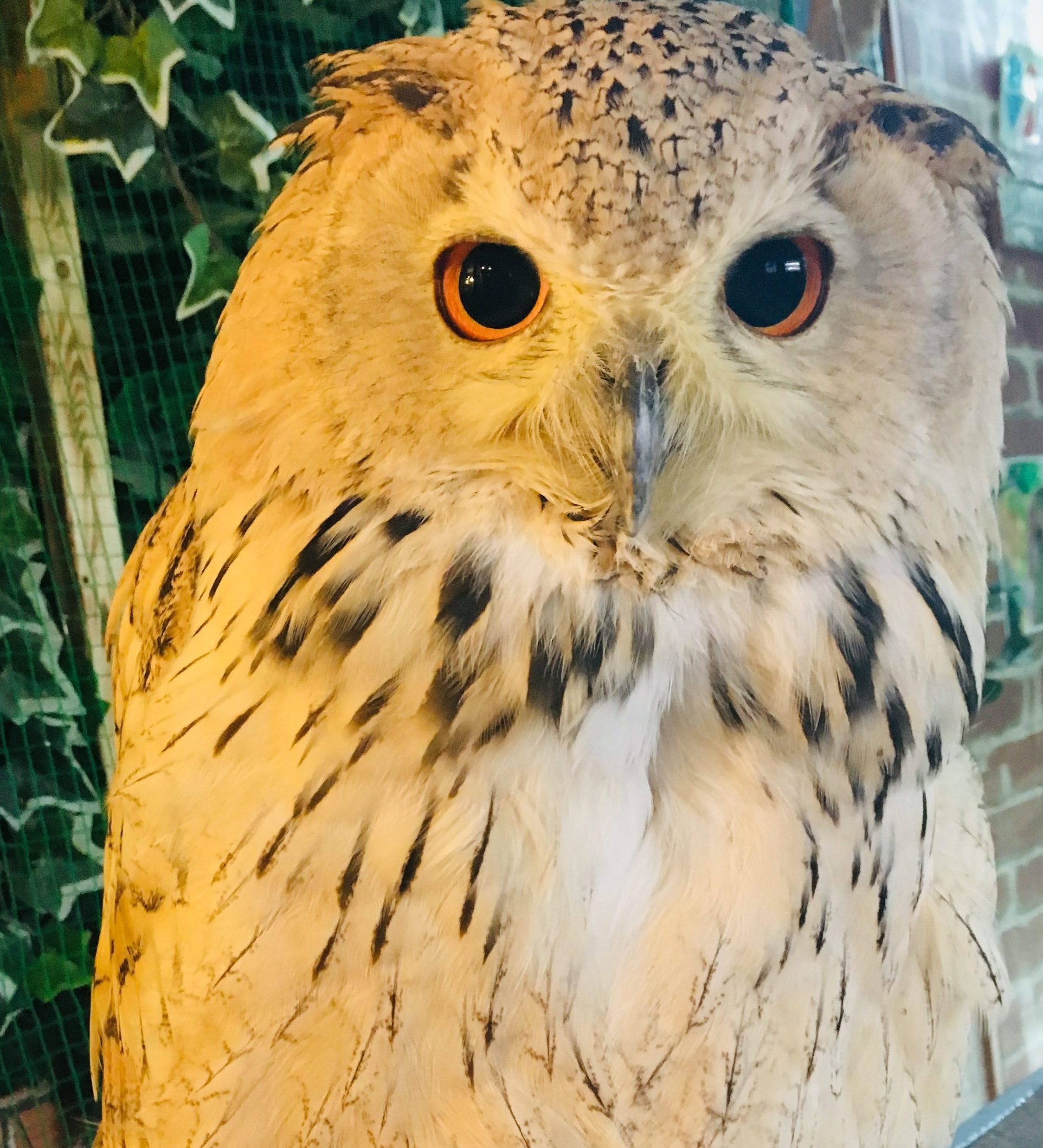 A closer look at Japan’s owl cafés Wild Welfare