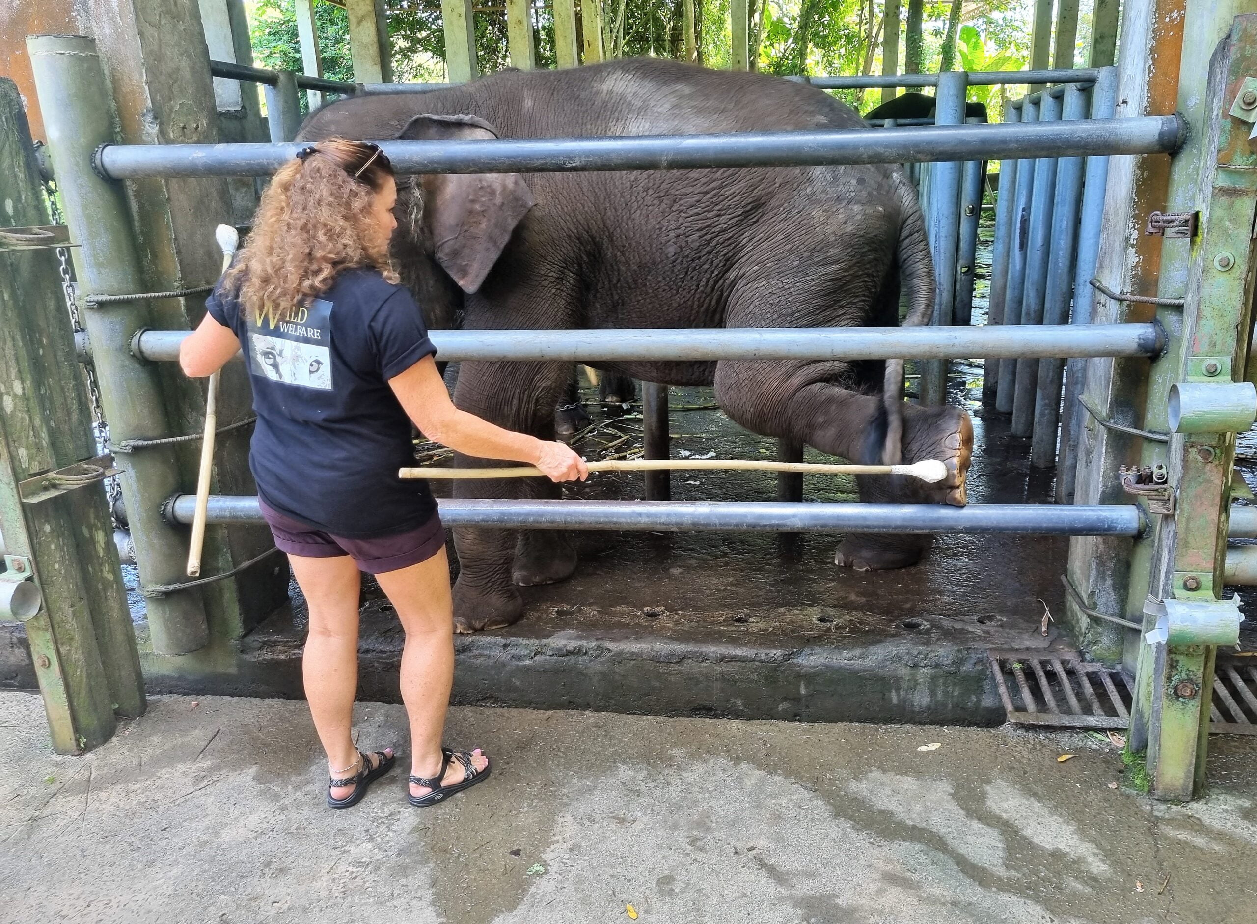 Elephant Environments and Targeted Training in Sabah Wild Welfare