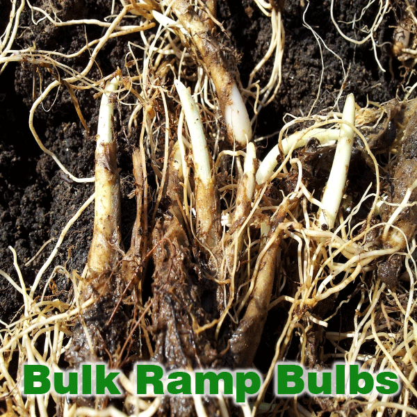 Wild West Virginia Ramps 100 Guaranteed Fresh Wild Ramps Direct From The Appalachian Moutains