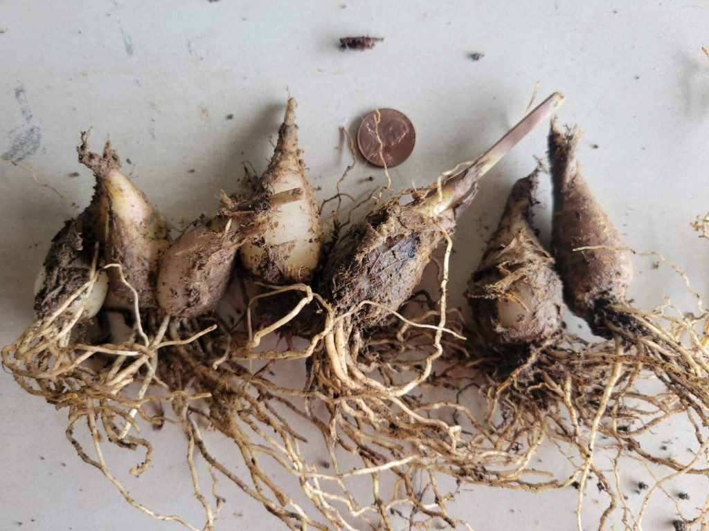 Buy Ramp Bulbs Wild West Virginia Ramps