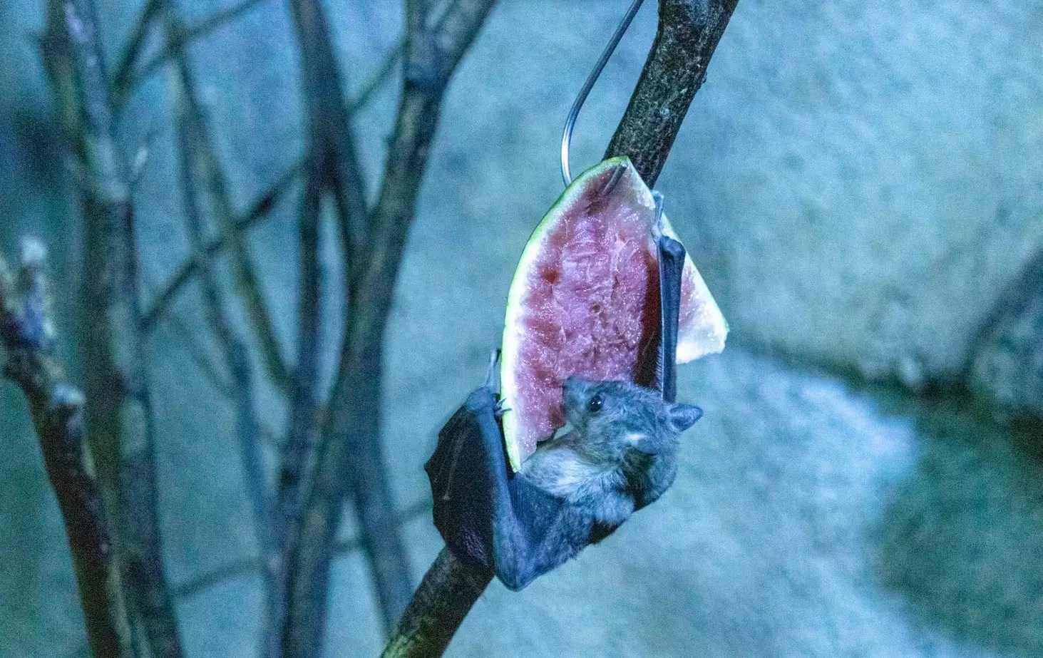 How to Attract Bats to Your Yard Today [3 Simple Steps]