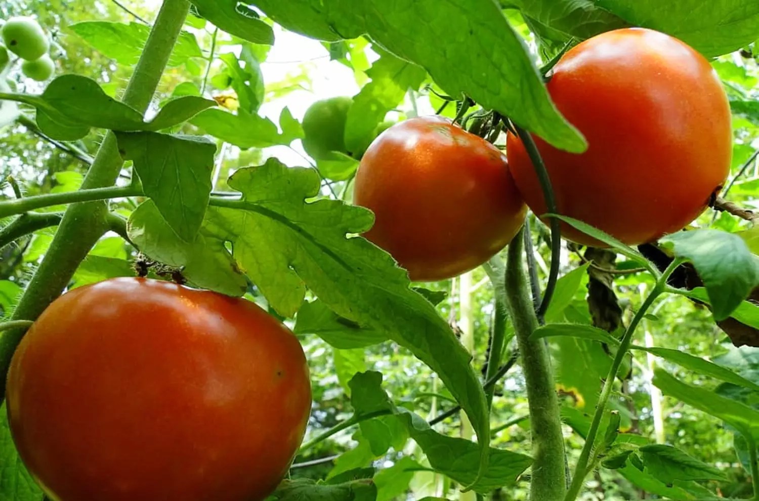 30 HighYield Tomato Varieties You Should Grow This Season
