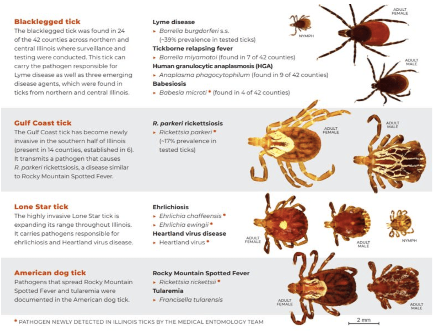 Mosquitoes Carry Lyme Disease Captions Profile
