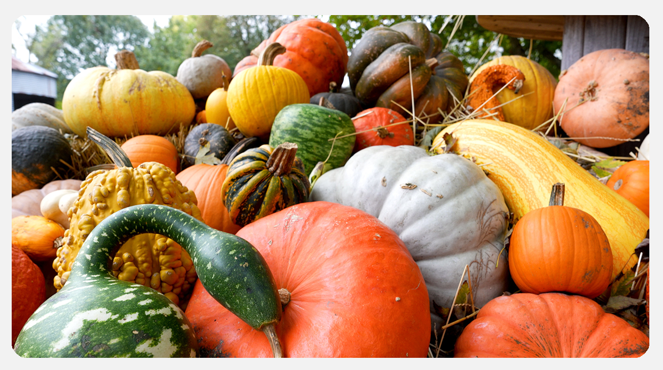 The Great Pumpkin Patch Prairie Fire Illinois Public Media