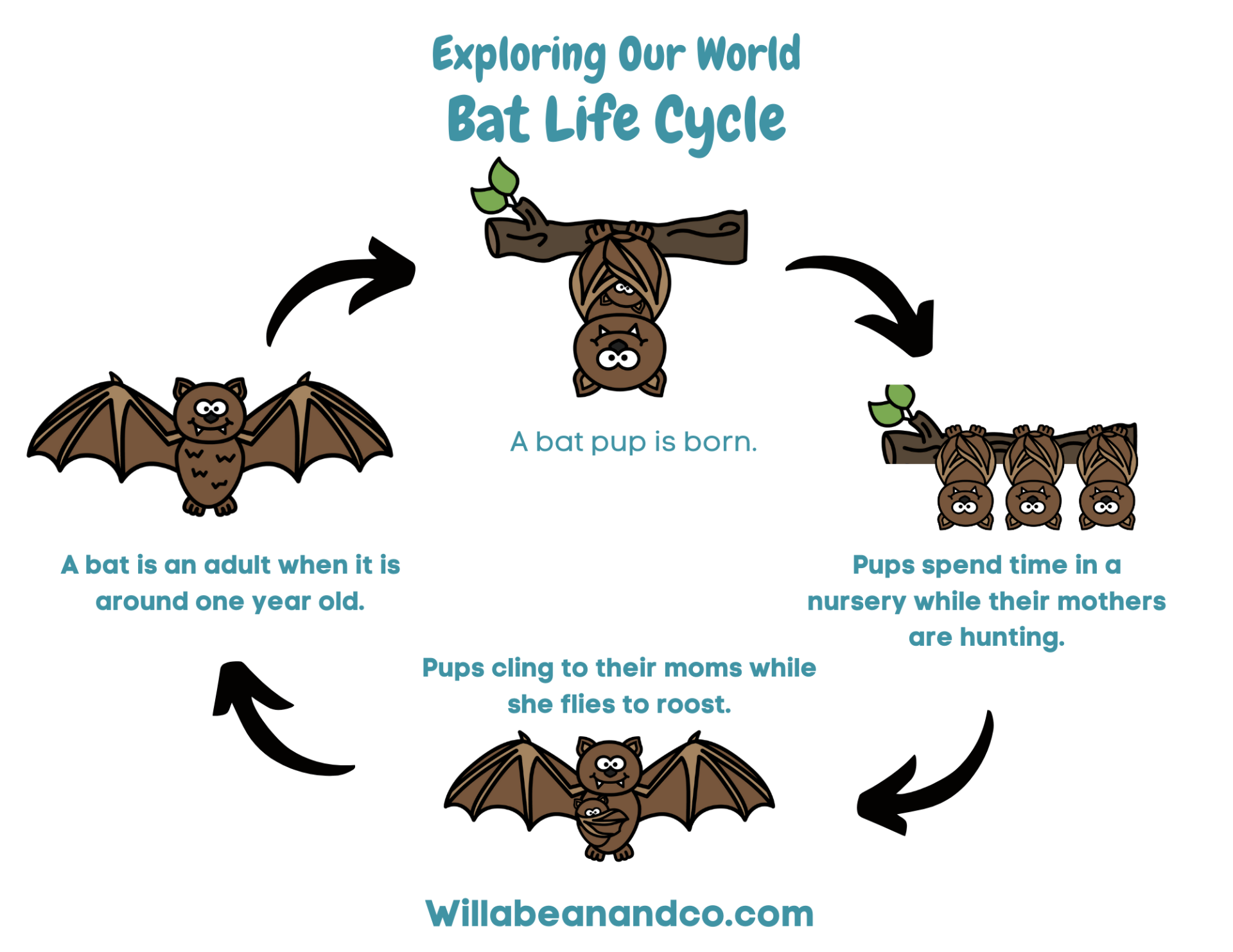Bat-Life-Cycle – Willa Bean & Co
