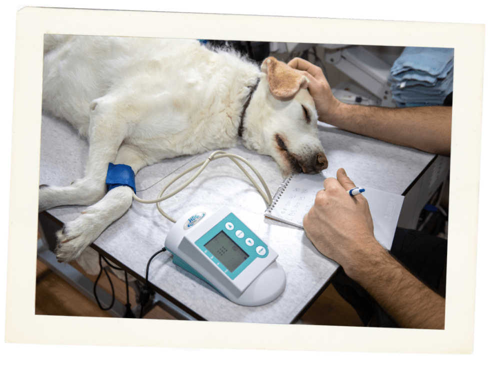 Pet Urgent Care In Raymond, WA Willapa Veterinary Service