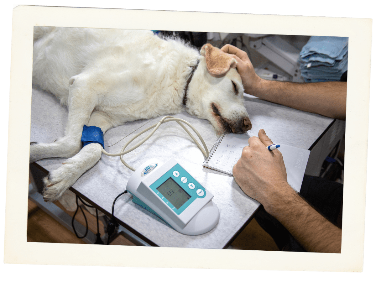 Pet Urgent Care In Raymond, WA Willapa Veterinary Service