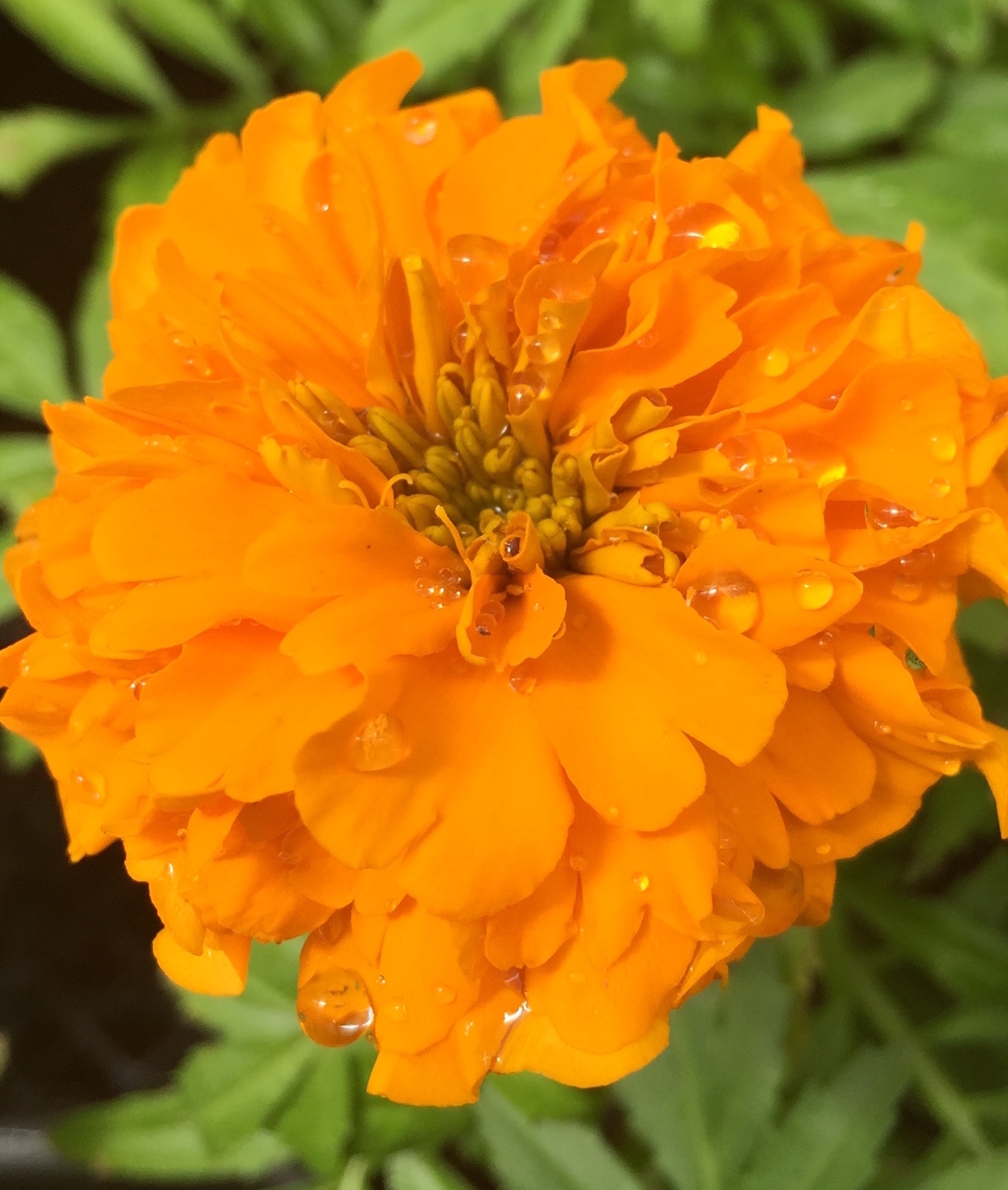 Flowers Orange Marigold with Droplets William Mitchell Photography