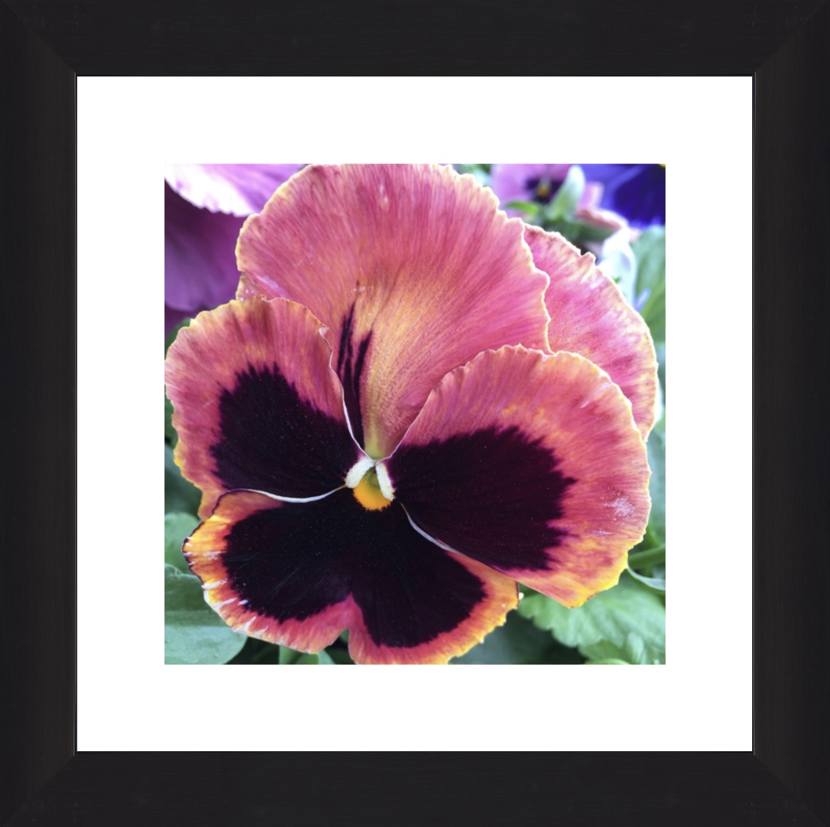 Flowers Johnny Jump Up (Pansy) William Mitchell Photography