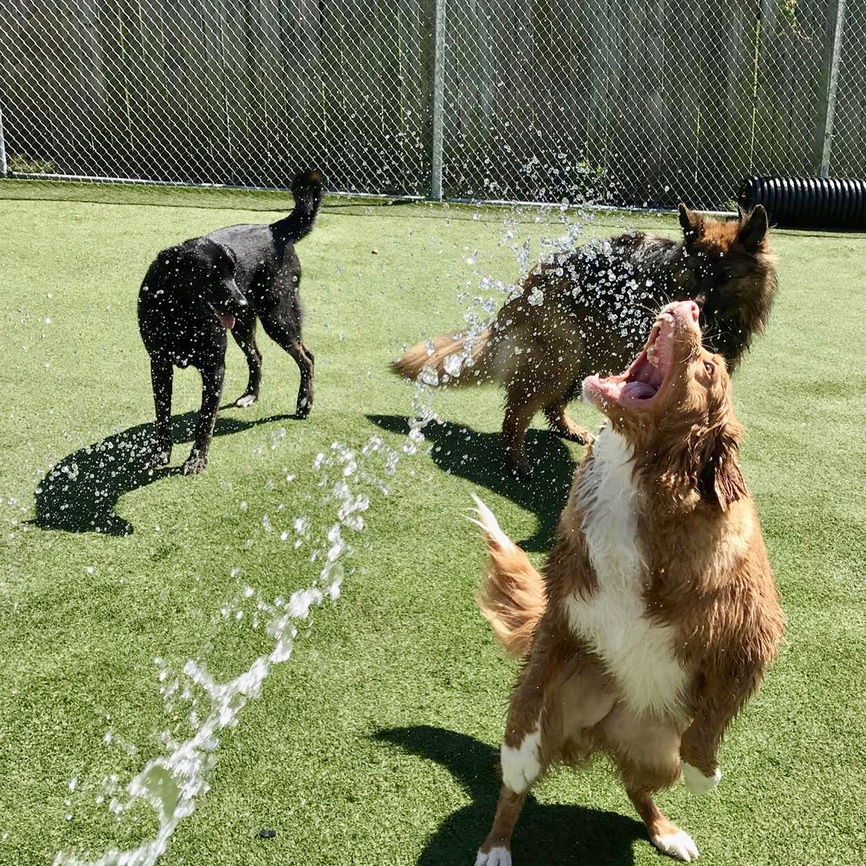 Dog Daycare Williamsburg, Yorktown, Toano, Jamestown VA