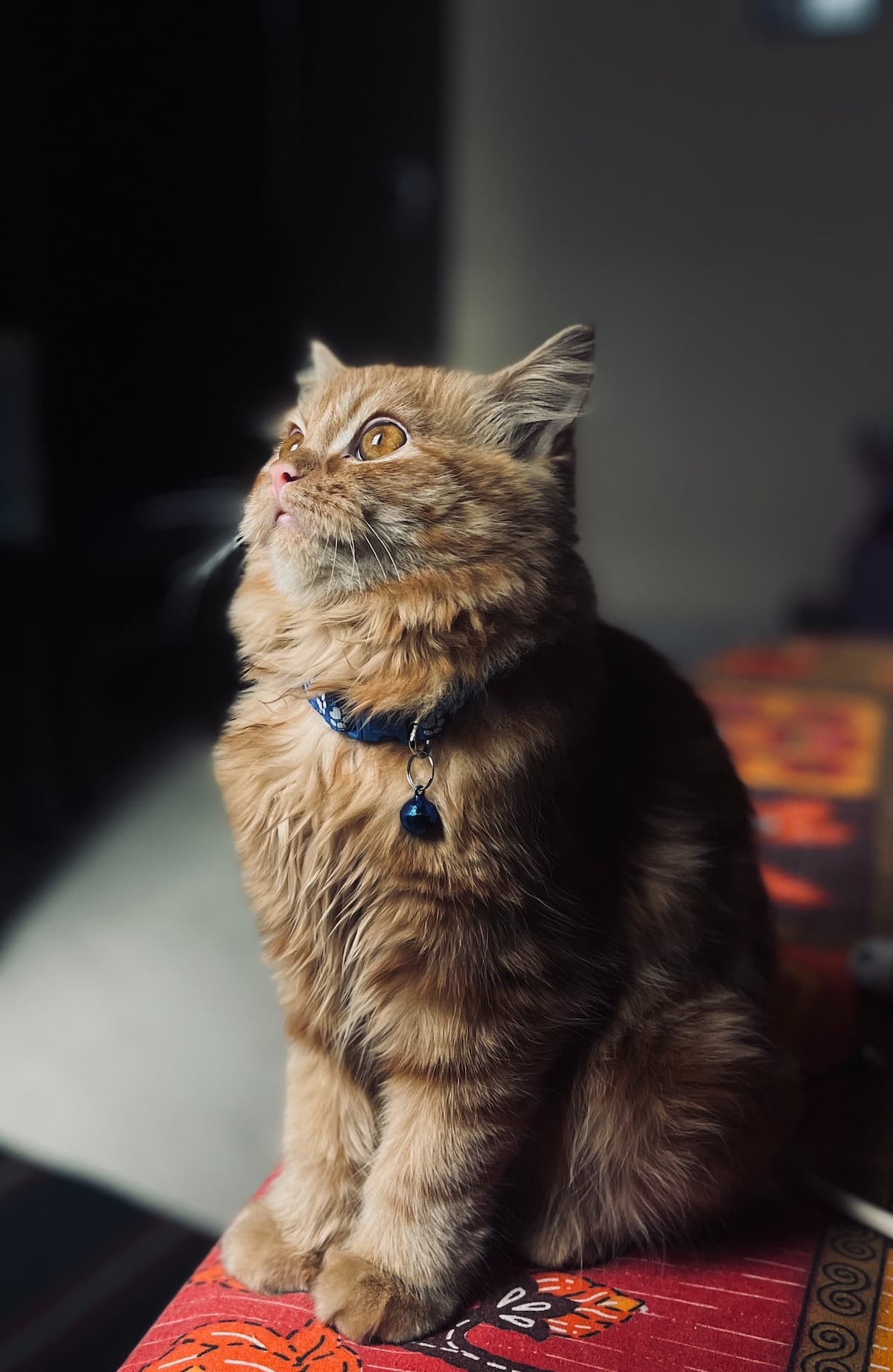 Microchipping Williamsburg Veterinary Clinic, Veterinarian in