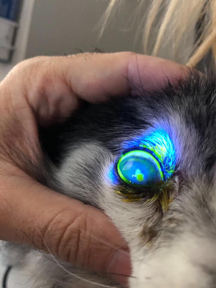 Cherry Eye Williamsburg Veterinary Clinic