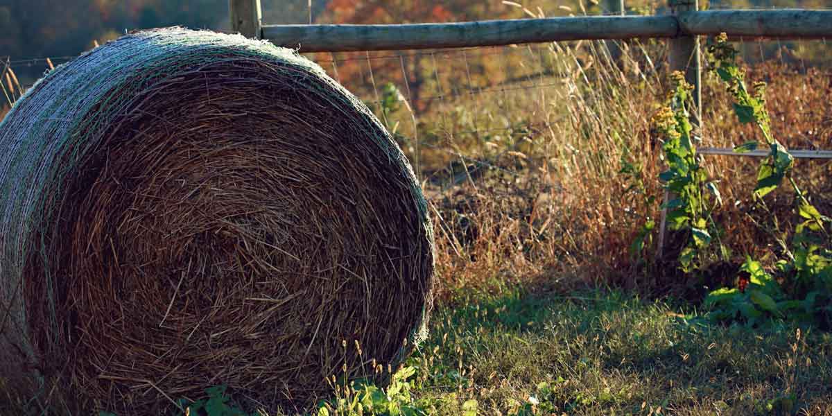 Williams Farm and Event Planning, LLC Home