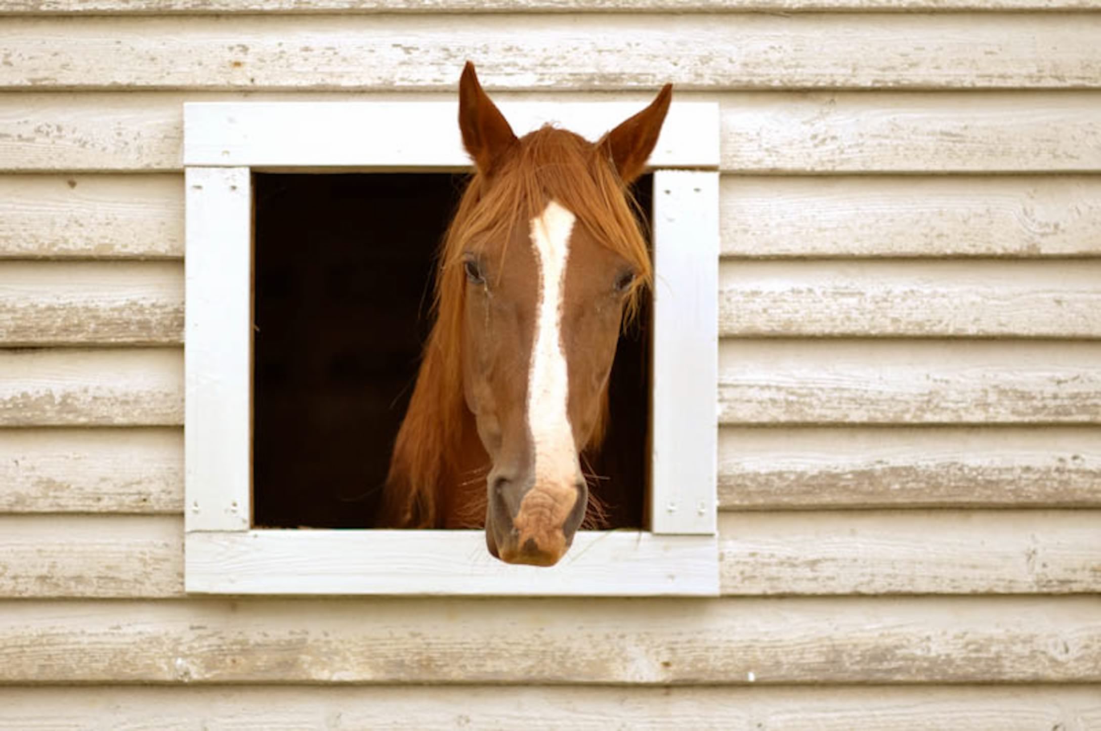 Williams Farm Wedding and Events Wedding Gallery
