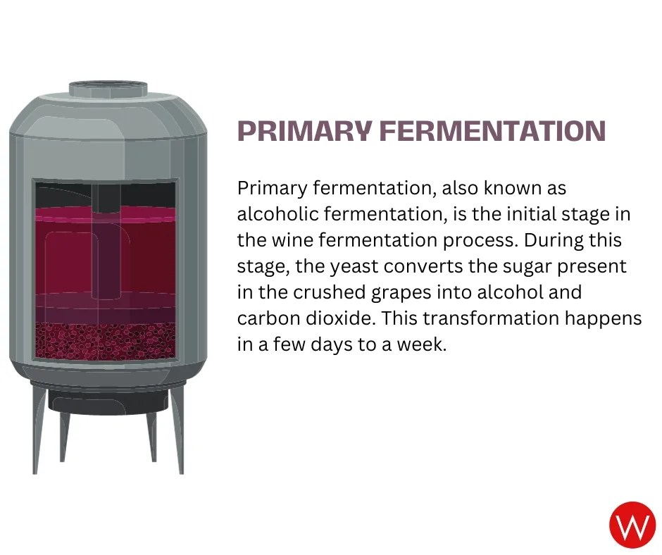 How Long Does Wine Take to Ferment? WILLIAMS