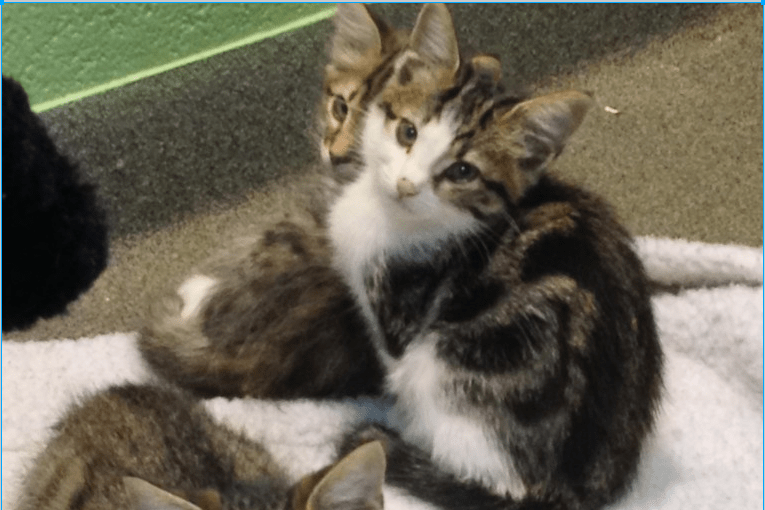 Why Is Uber Bringing Kittens To Your Office? Williamson Source