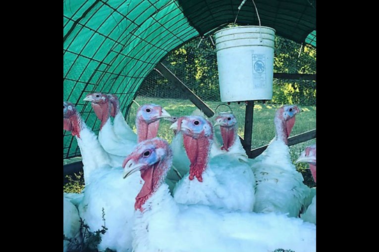 Where to Find Turkeys Raised on Local Farms Williamson Source