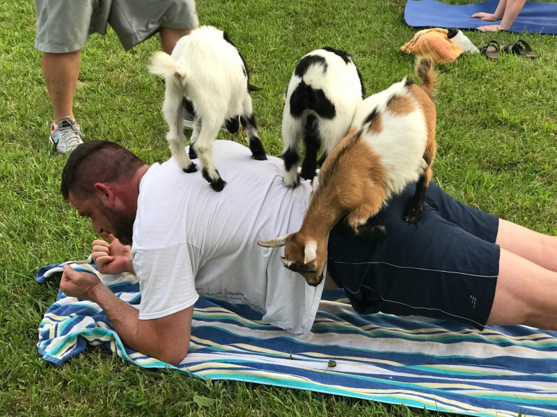 Goat Yoga Fitness Craze is Available Here Williamson Source