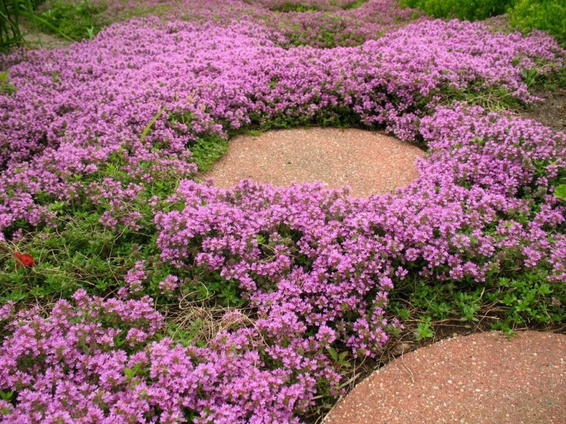 5 Best Ground Covers and How They Can Help with Landscaping