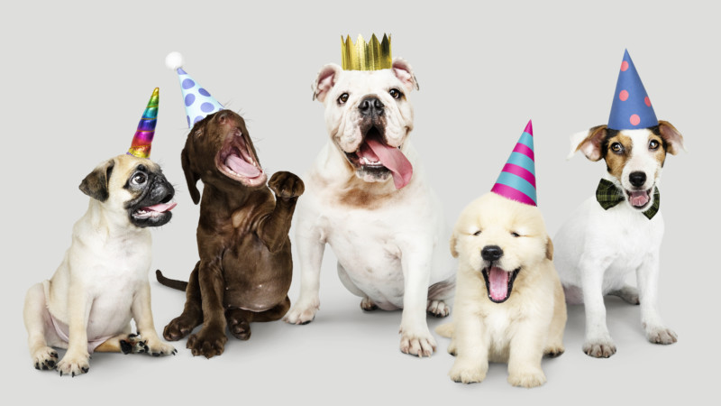 Join Us to Celebrate Your Rescue Dog’s Birthday Williamson Source