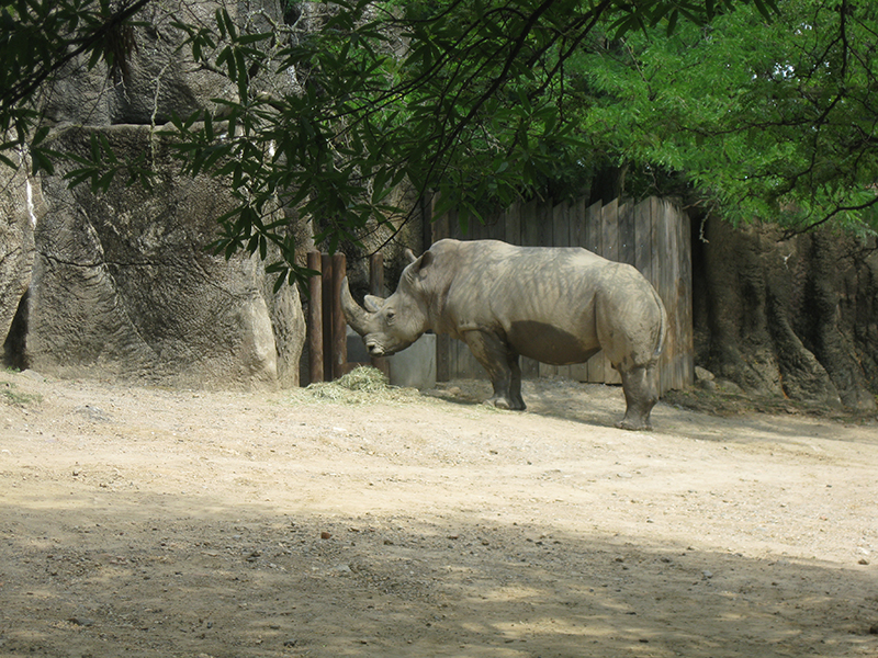 Philadelphia Zoo More Than 12 Monkeys Williamsport  Developer log