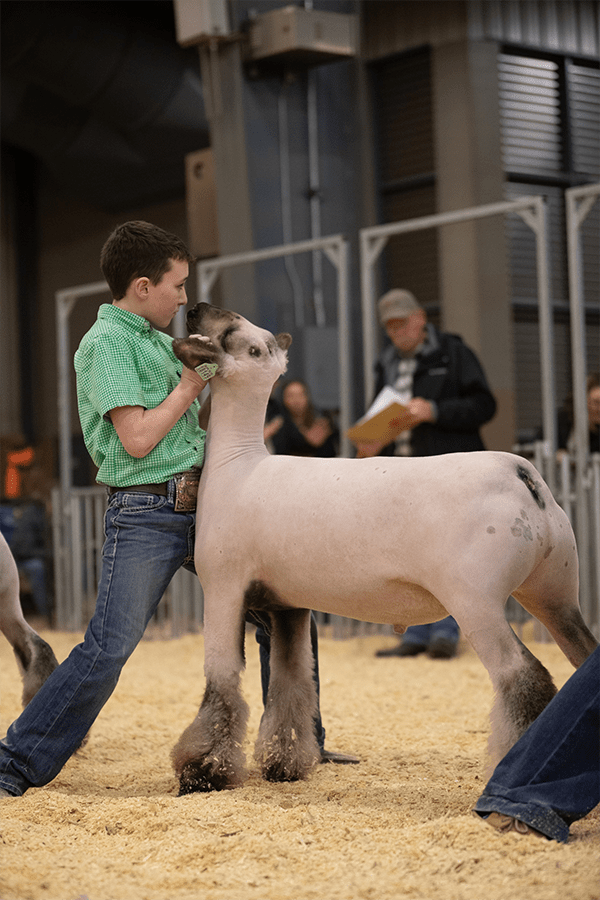 2022 Winners Williams Show Lambs