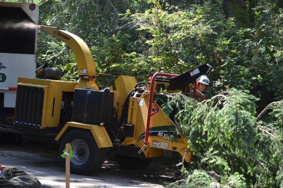 Williams Tree and Stump Removal Gig Harbor Tree Service