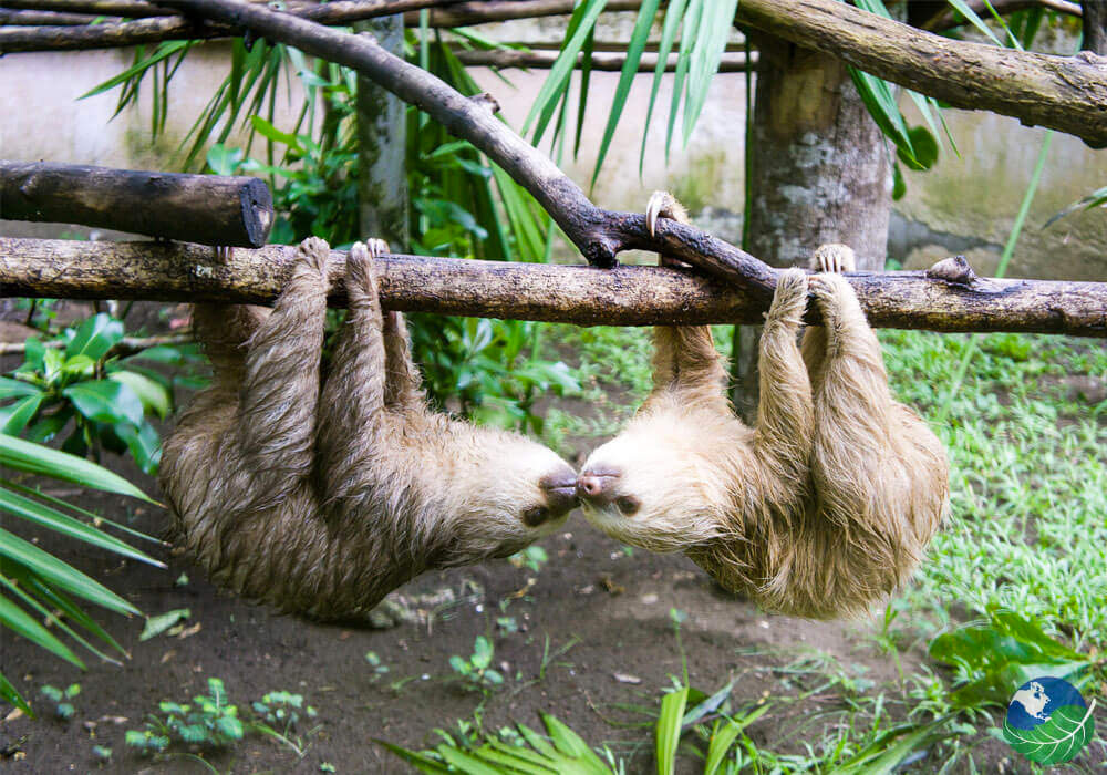 Sloth Rescue Center in Cahuita Willies Tours CR