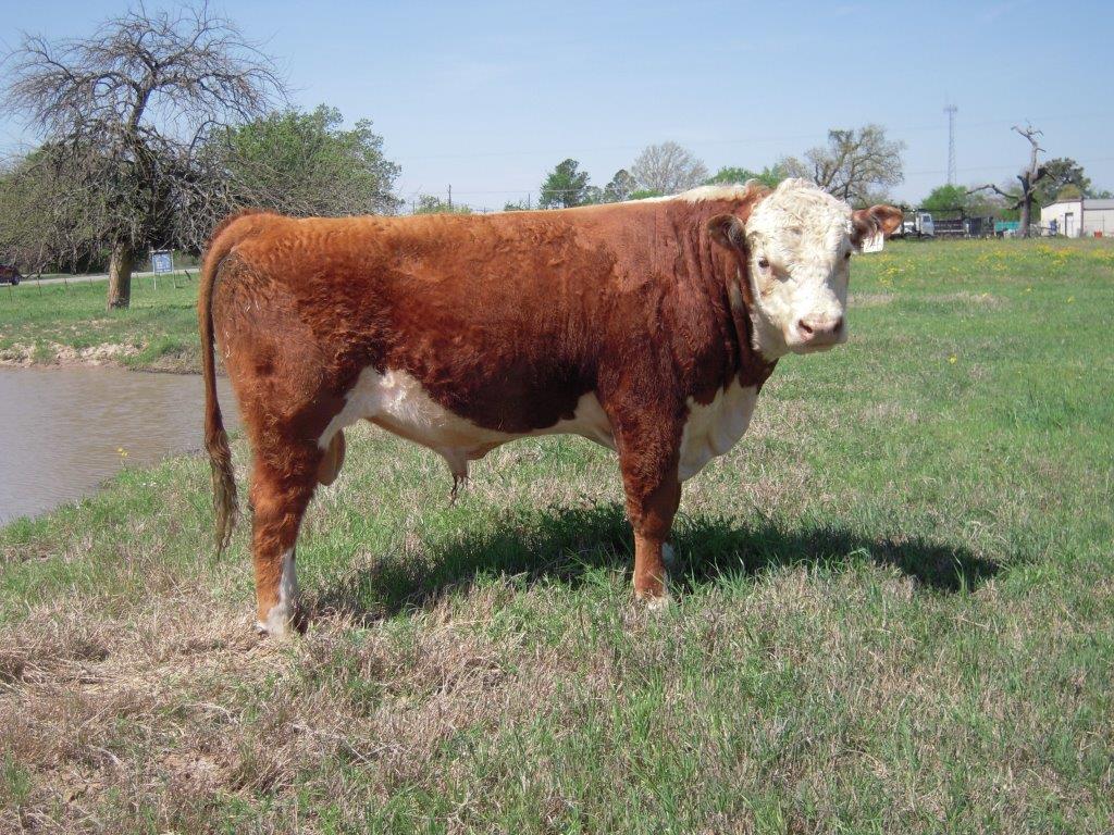 Willis Polled Herefords