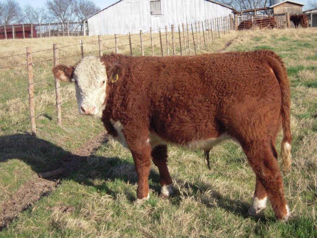 Willis Polled Herefords