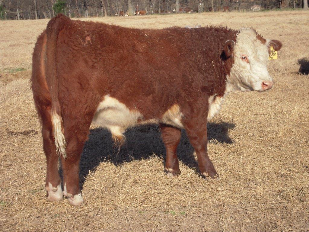Cattle for Sale Willis Polled Herefords