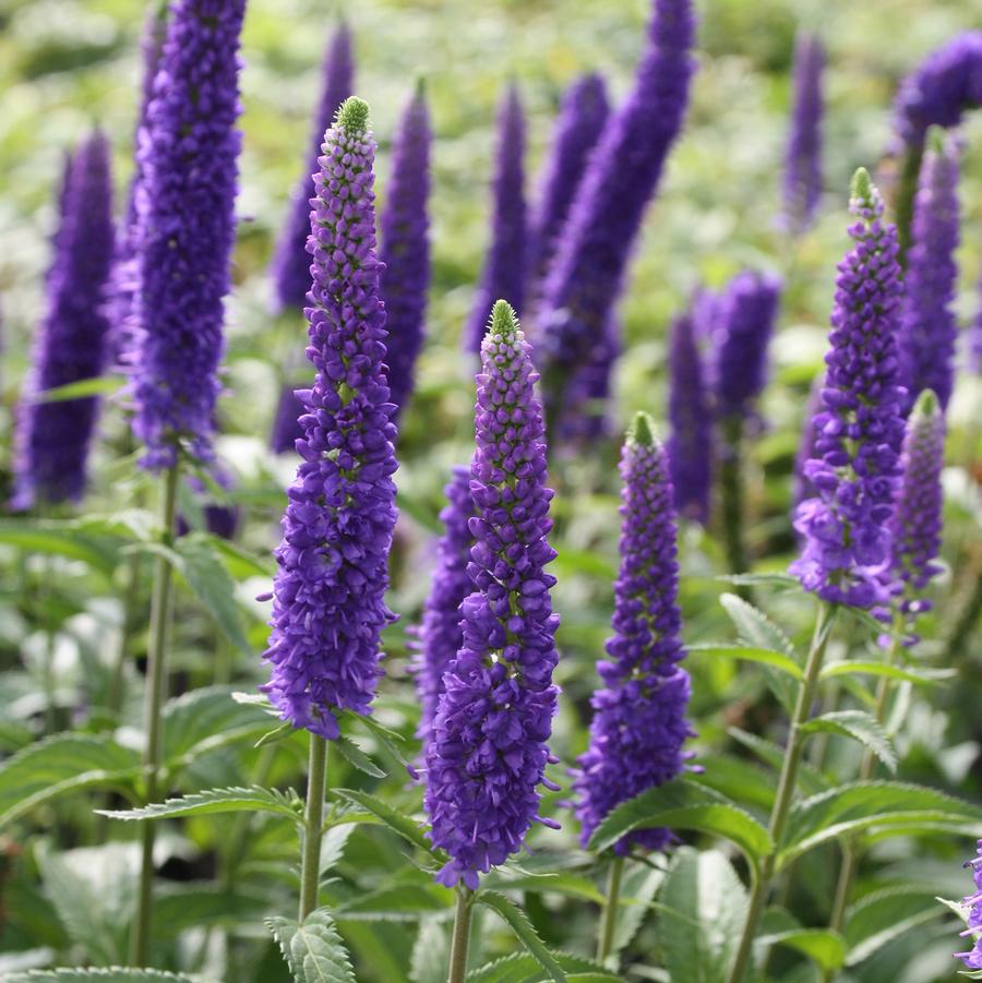 Veronica longifolia 'First Glory' First Glory Speedwell from