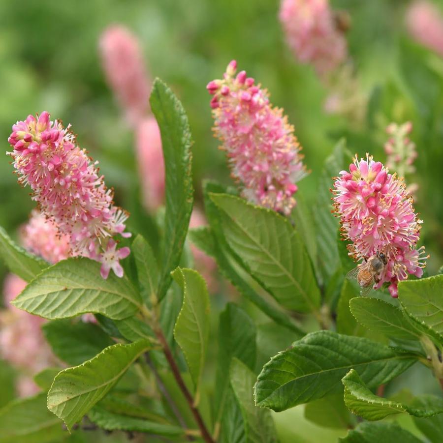 Clethra alnifolia 'Ruby Spice' Ruby Spice Summersweet from Willowbrook