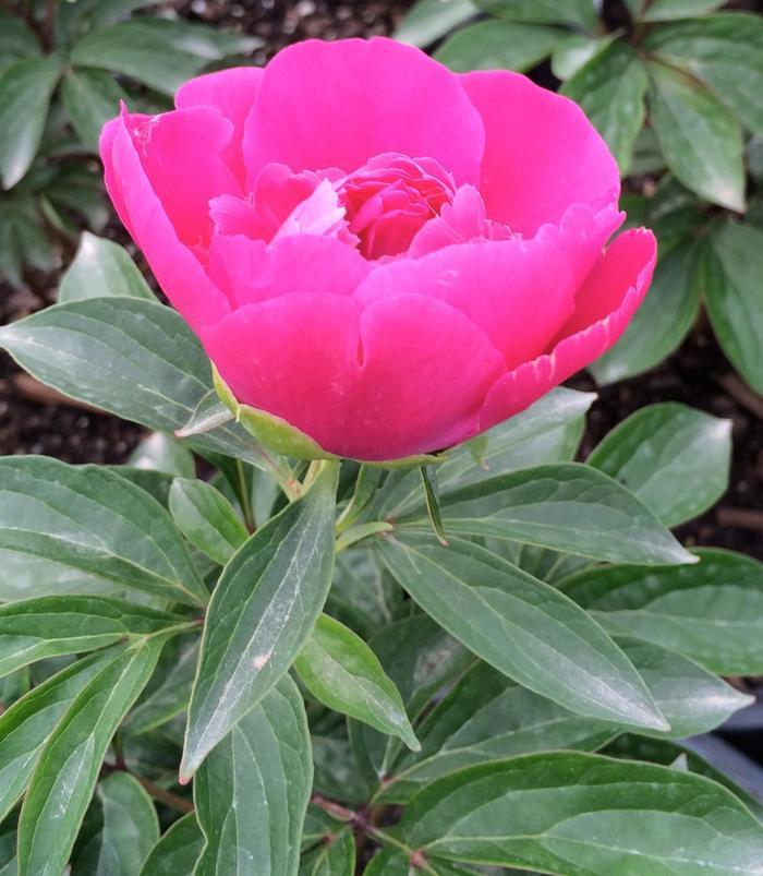 Paeonia 'Athens' Athens Patio Peony from Willowbrook Nurseries