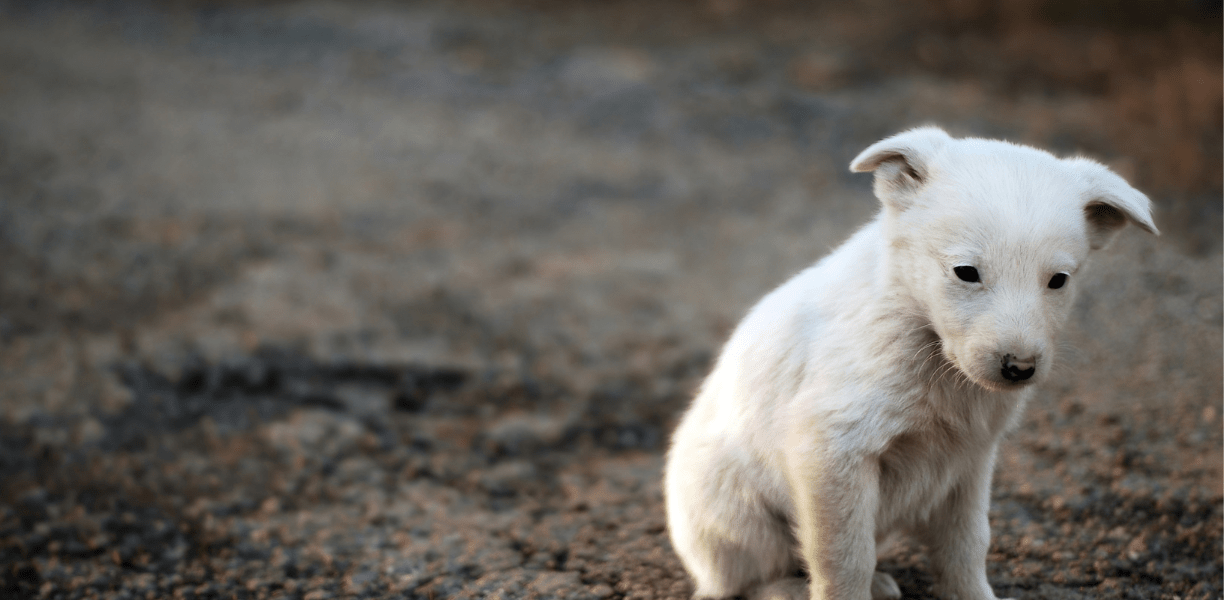 Veterinarian In Bellefonte, PA Willowbrook Vet Clinic