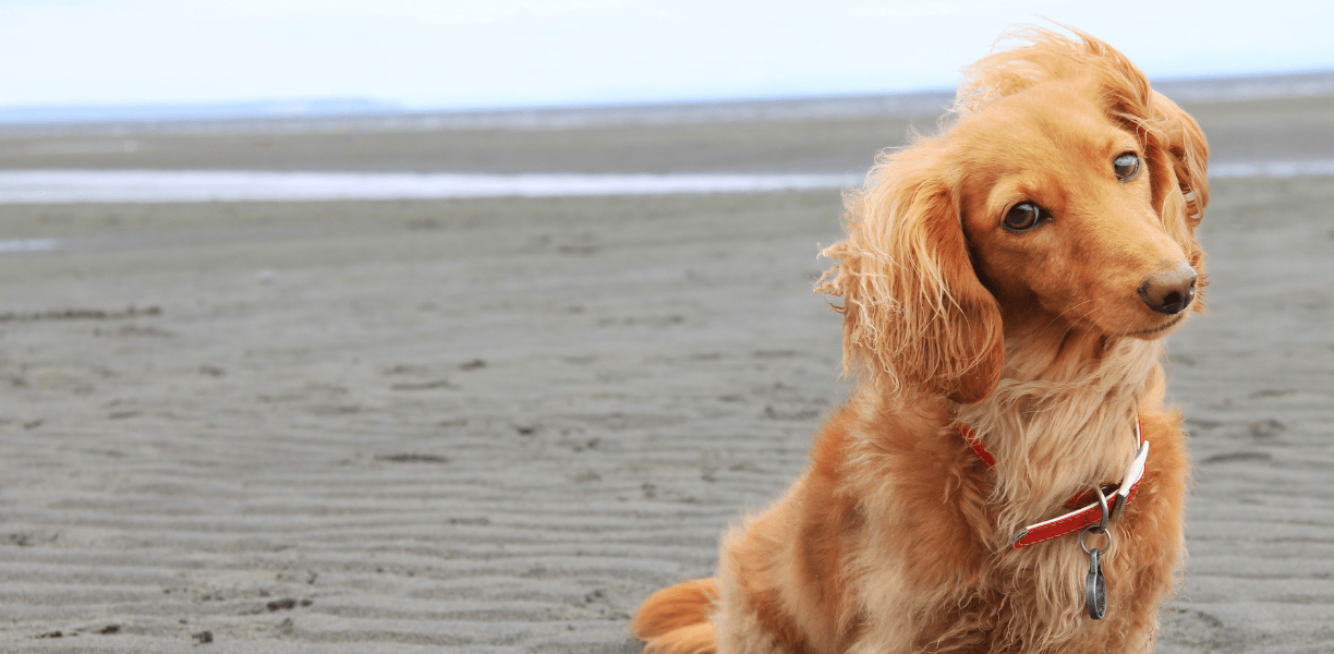 Pet General Surgery In Bellefonte, PA Willowbrook Vet