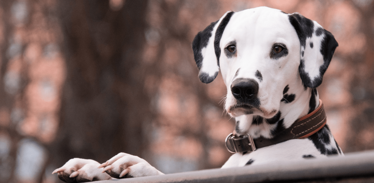 Pet Laboratory In Bellefonte, PA Willowbrook Vet Clinic