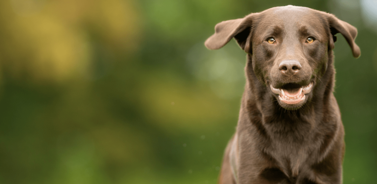 Pet Radiology In Bellefonte, PA Willowbrook Vet Clinic