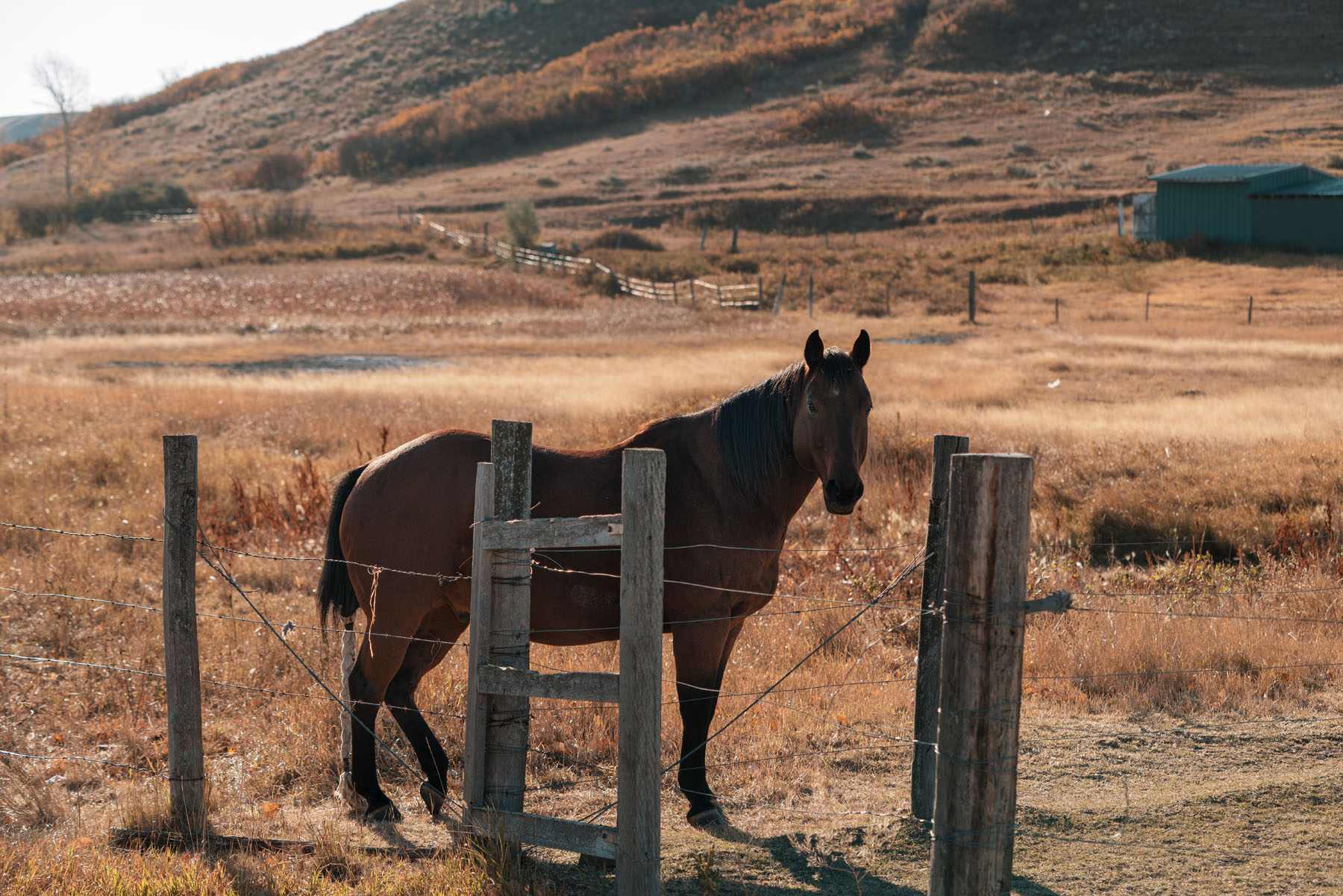 Town & RM of Willow Bunch Where history is larger than life