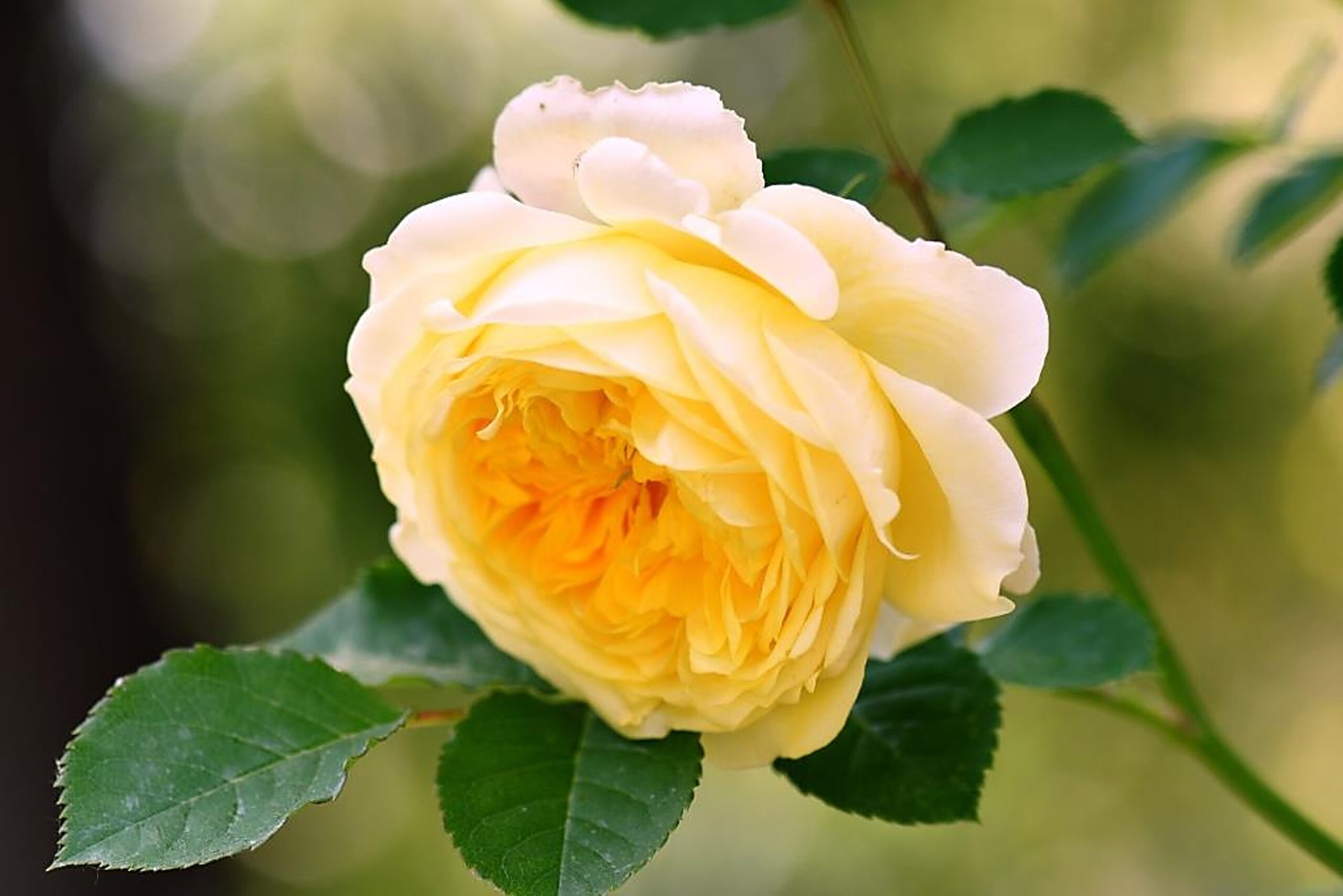 Roses at Willowdale Farm Willowdale Farm