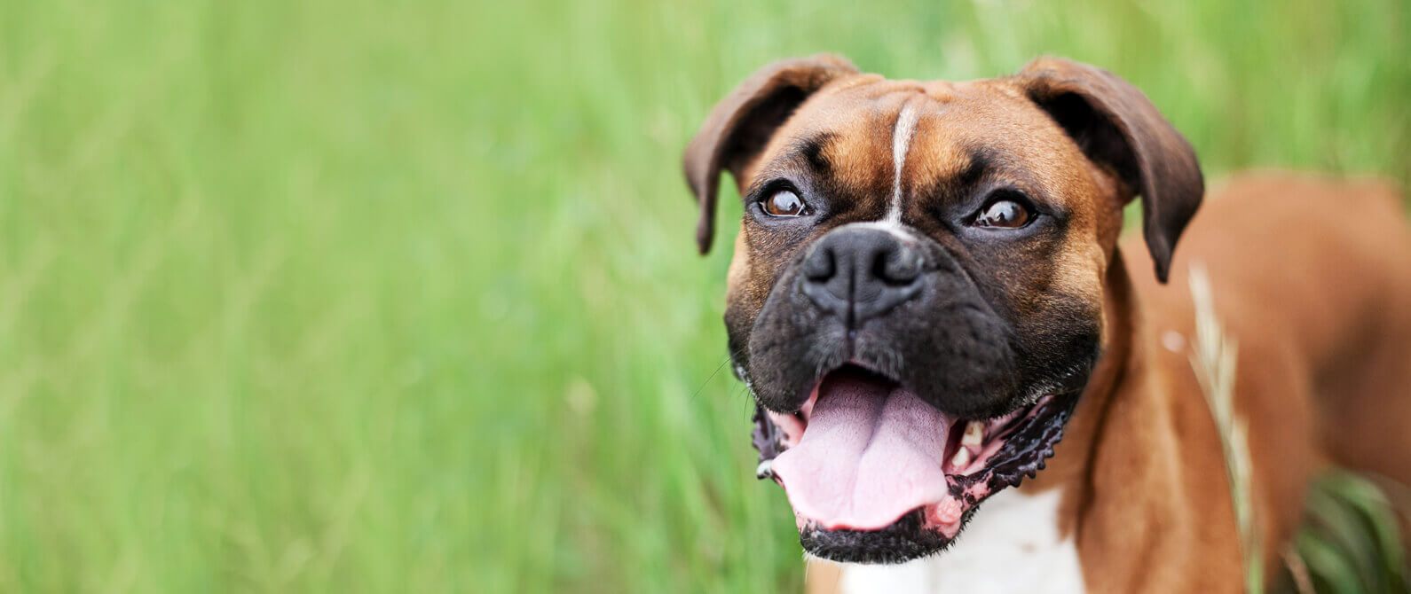 DeSoto, Texas Animal Hospital & Kennels Willow Brook Animal Hospital