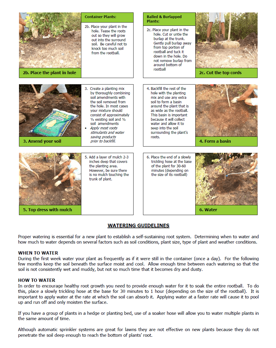 How To Plant Trees and Shrubs in East Tennessee Willow Ridge